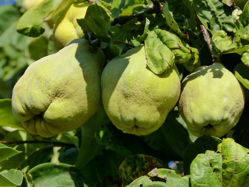 Harvest nature plant