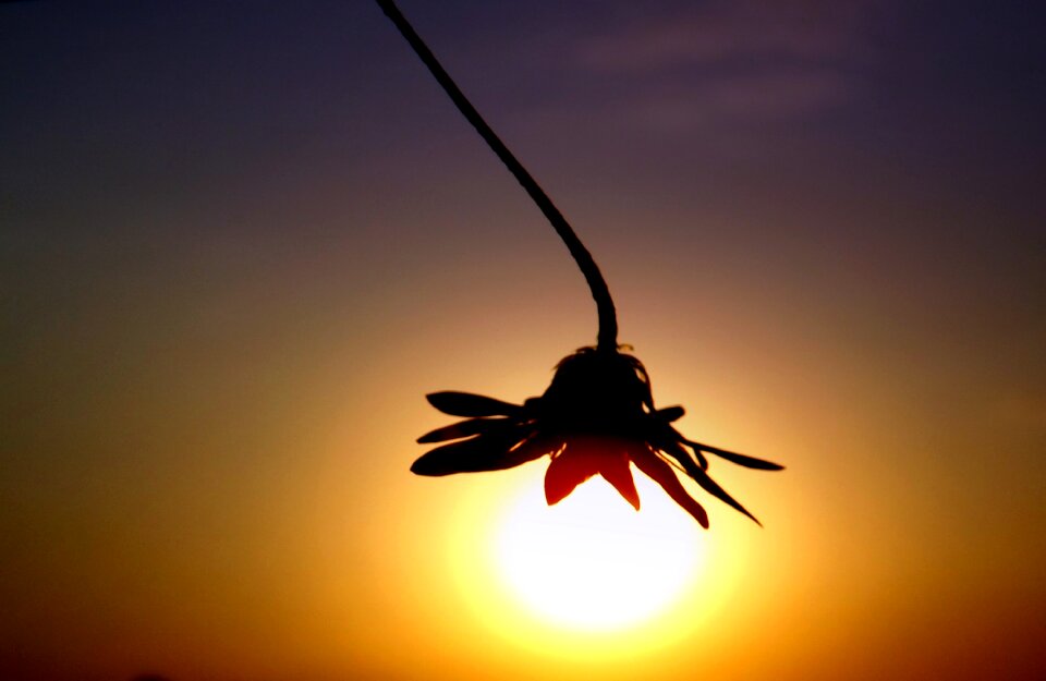 Flower sun sky