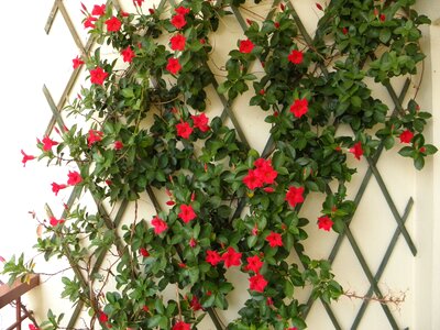Flower dipladenia pergola