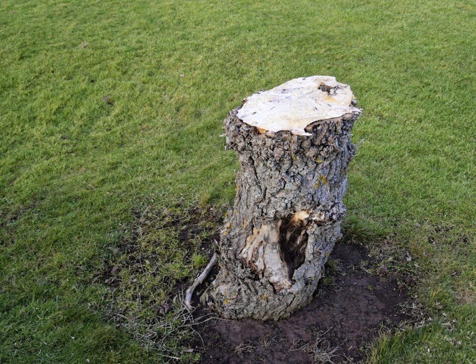 Wood trunk timber