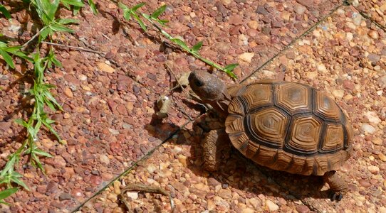 Animal reptile nature
