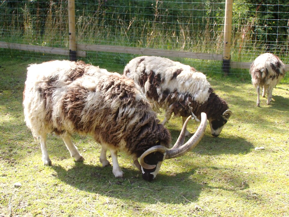 Zoo petting zoo germany