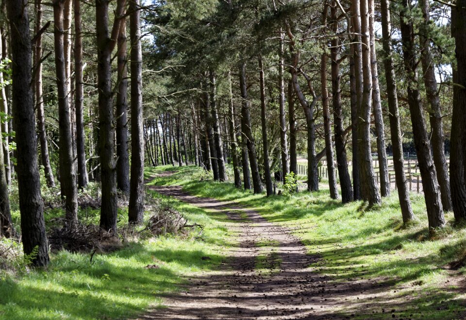 Tree landscape woods photo