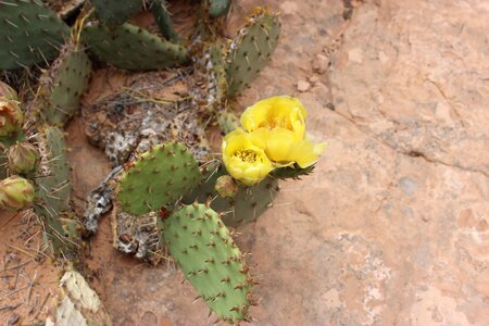 Arizona western vegetation photo