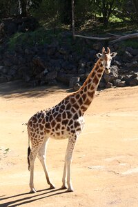 Animal zoo