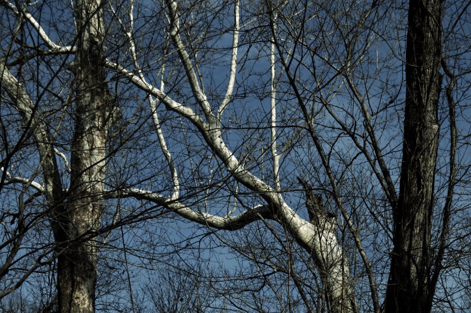 Wood season forest
