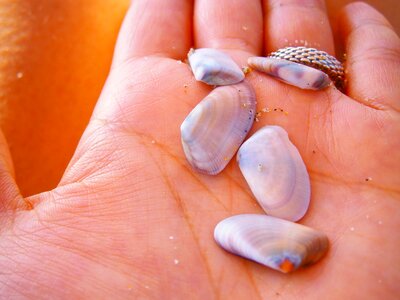 Summer ring beach