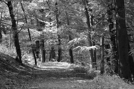 Farewell nature forest path