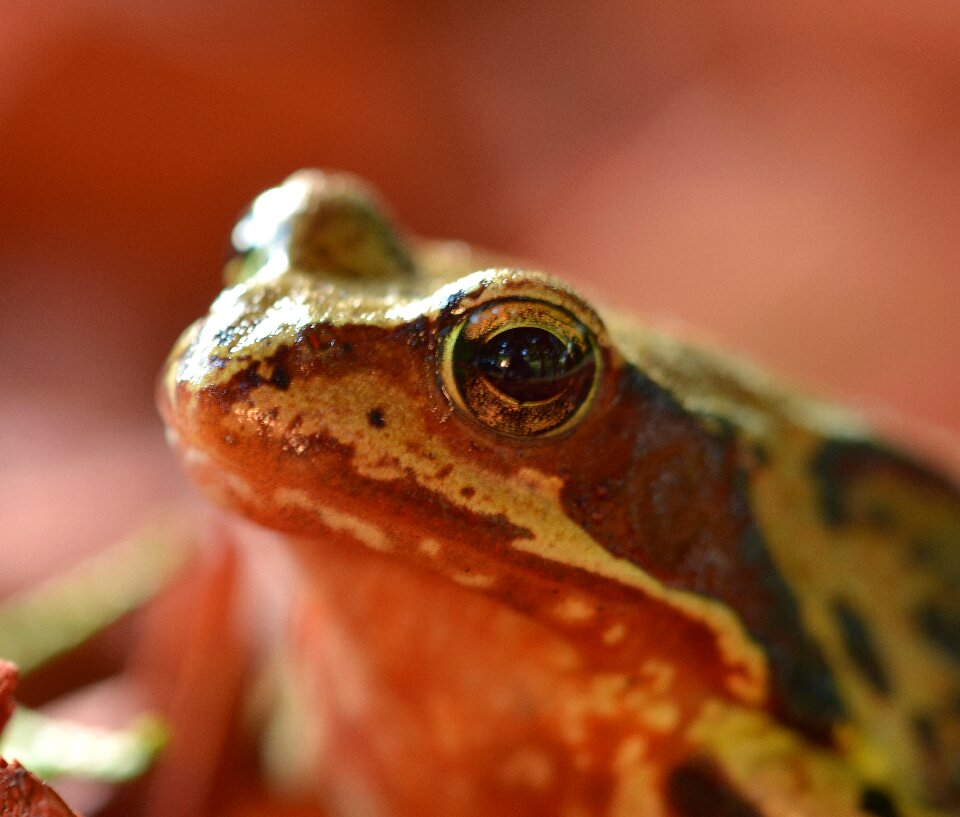 Animals close up nature