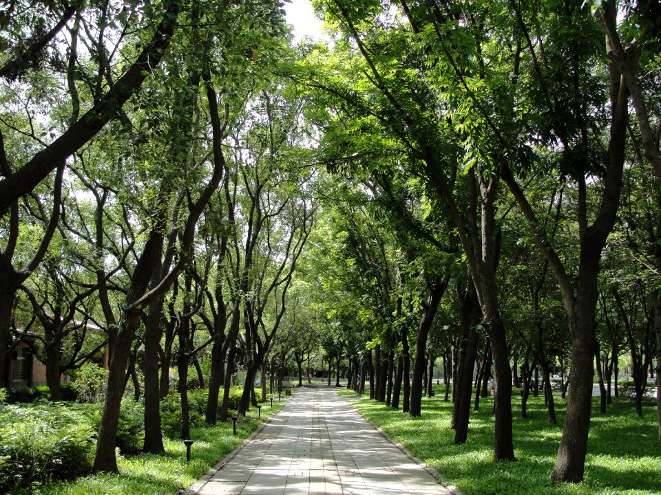 Tree taiwan path