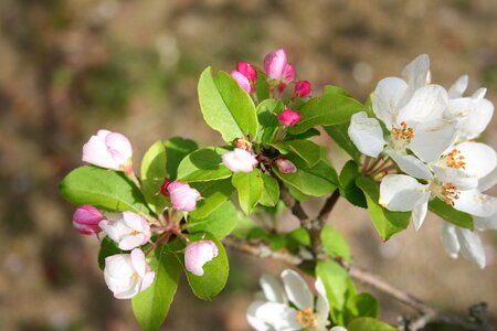 Pink plant apple