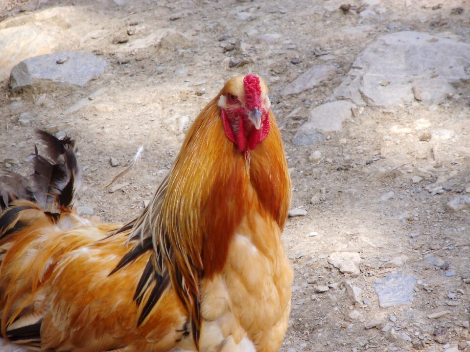 Petting zoo germany enclosure