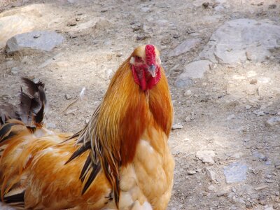 Petting zoo germany enclosure