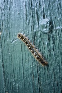 Nature bug summer