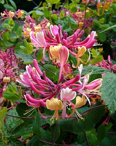 Floral bloom blossom photo