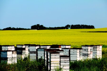 Bees hives nature