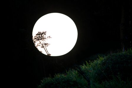 Moonlight night silhouette