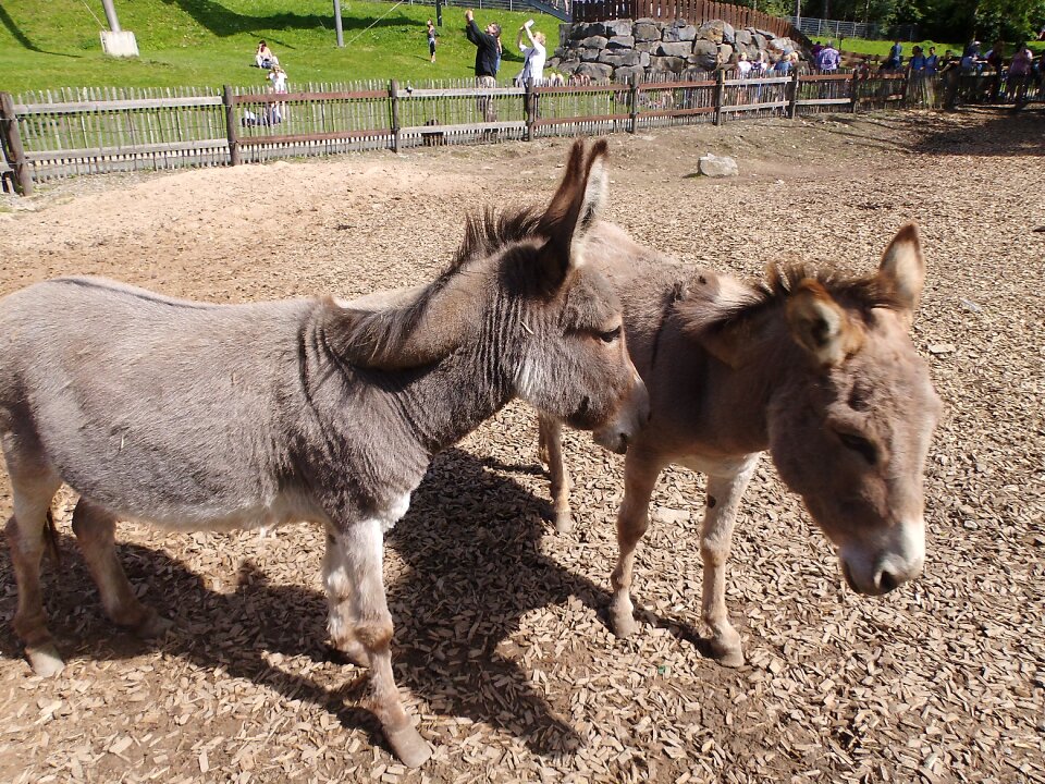 Petting zoo germany enclosure