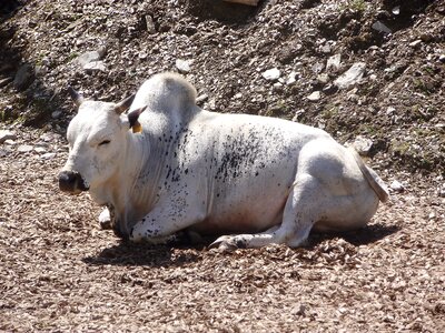 White petting zoo zoo