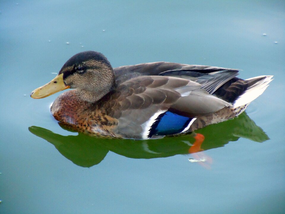 Duck close up bird