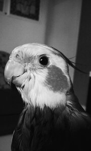 Animals eye black and white