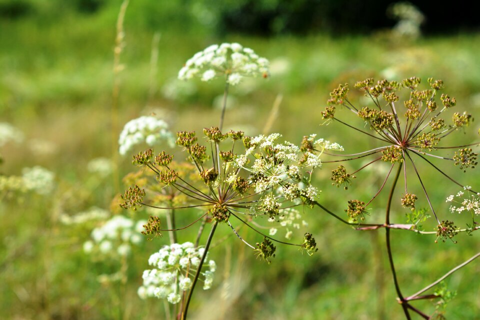 Nature plant field