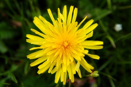 Grassland plant yellow