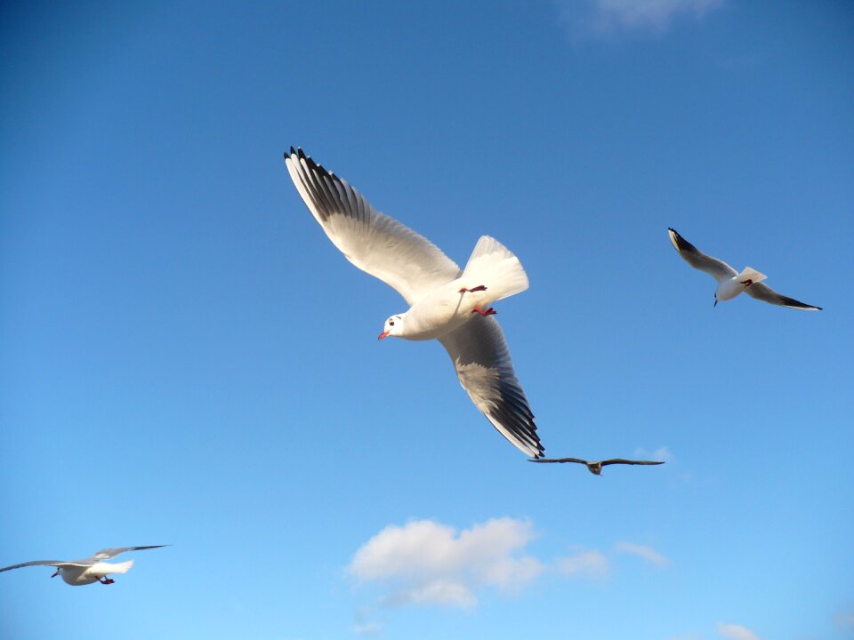 Flying seagull bird flight sky
