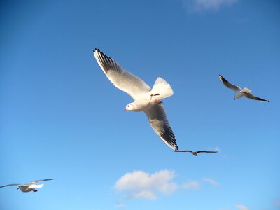 Flying seagull bird flight sky photo