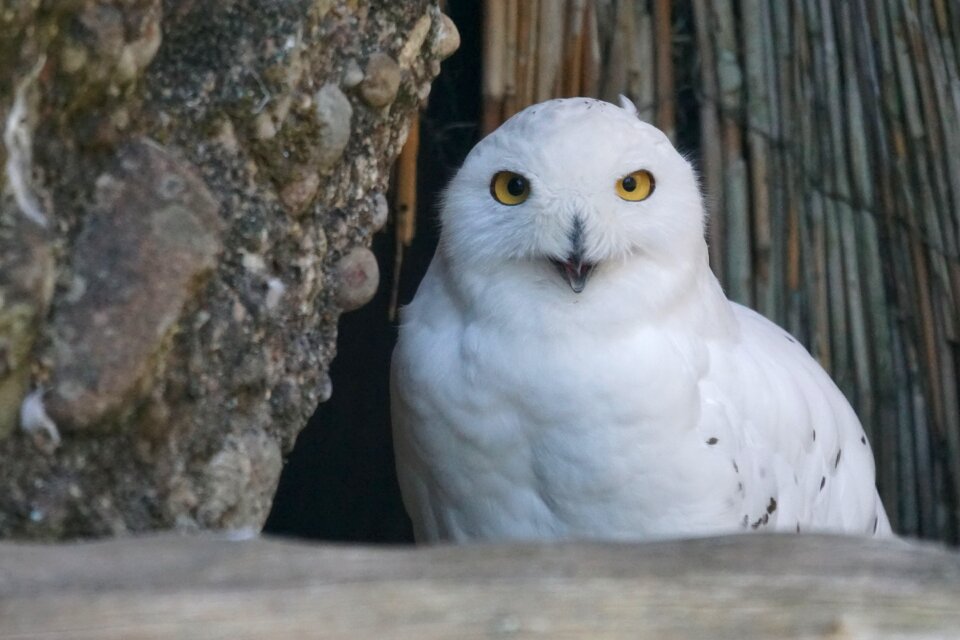 Snowy owl bird raptor