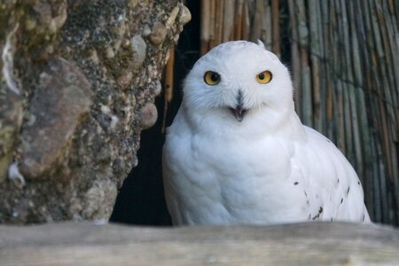 Snowy owl bird raptor photo