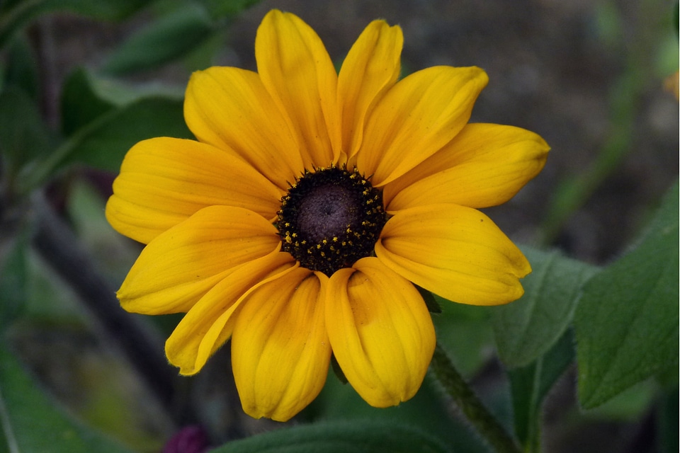 Nature floral blossom