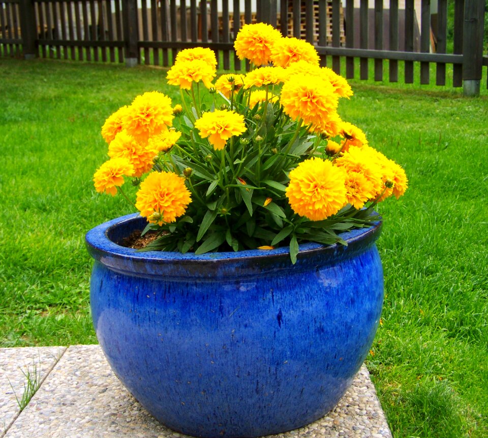 Amaranth yellow summer flowers flower garden