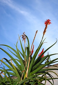 Sky nature flower