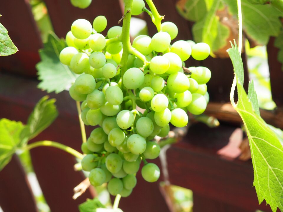 Nature fruit green