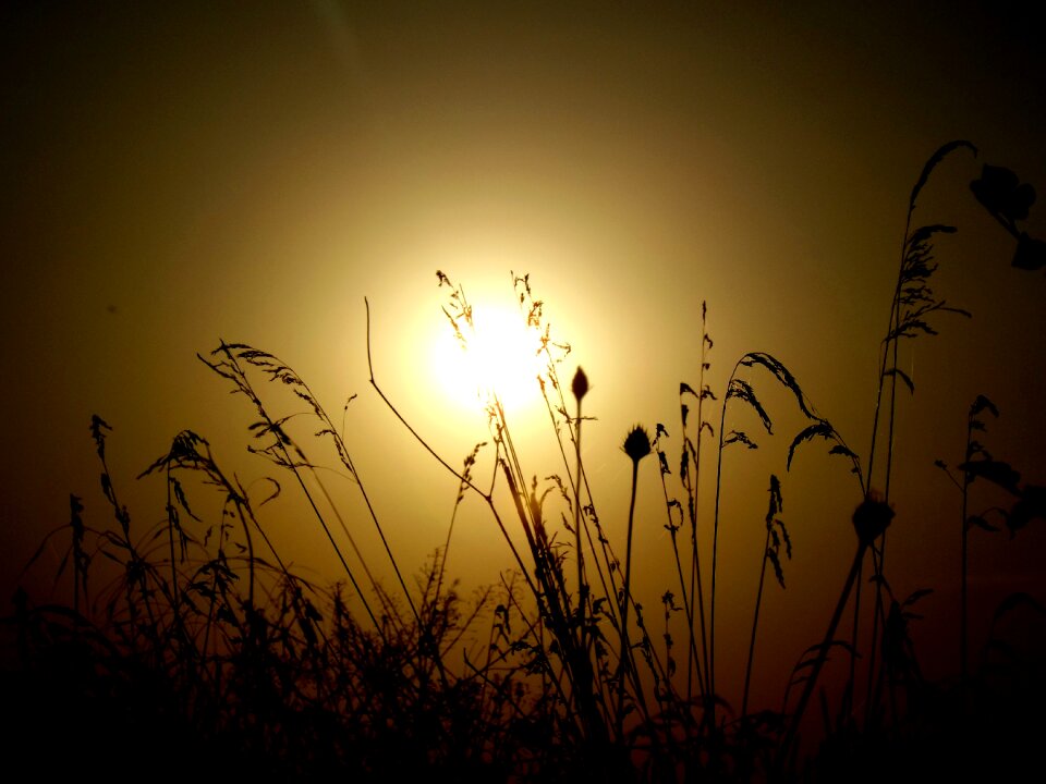Plants sun sky