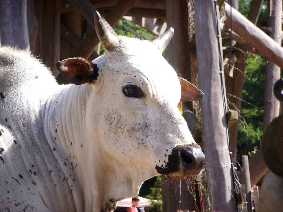 Petting zoo germany enclosure