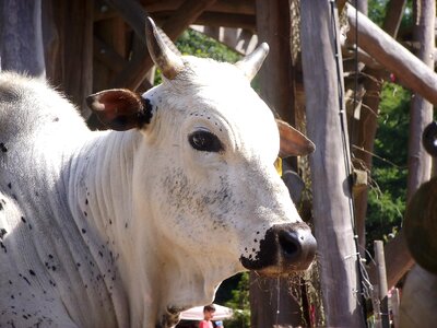Petting zoo germany enclosure