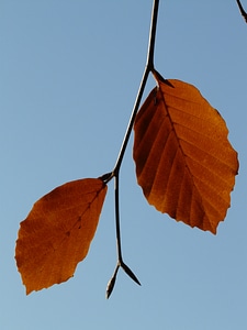 Both together beech