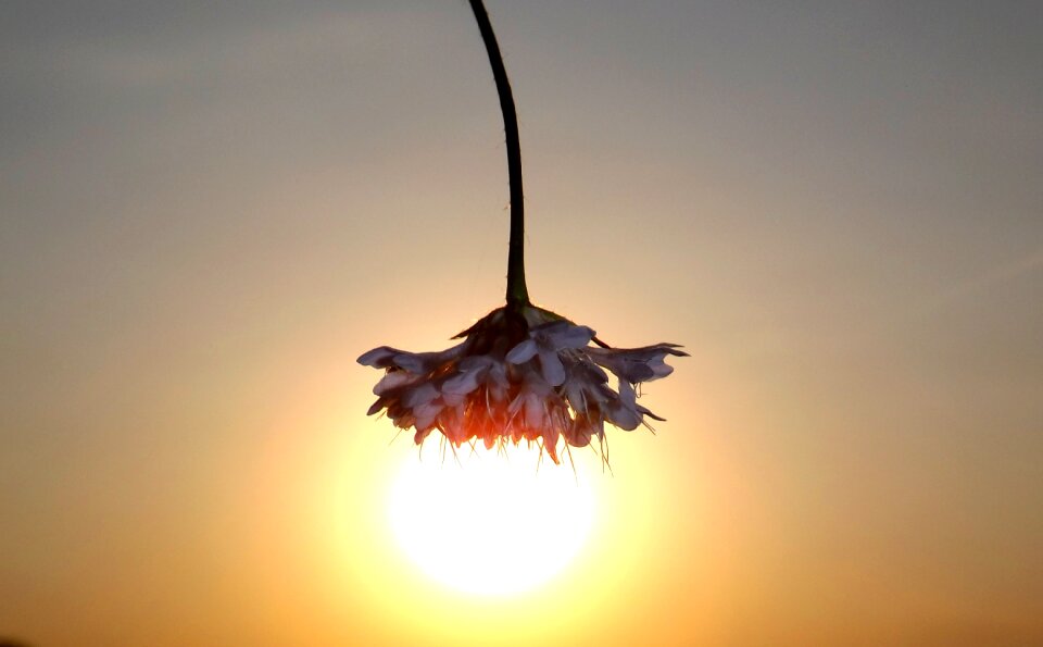 Flower sun sky