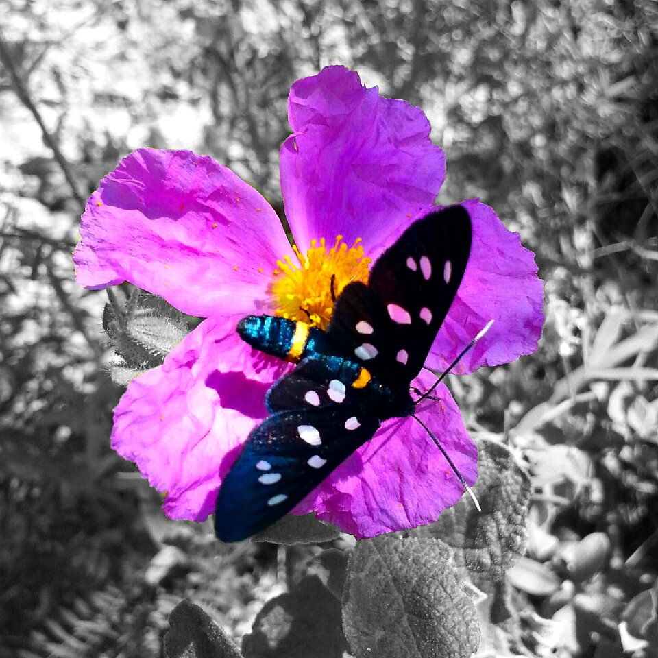 Butterfly flower background