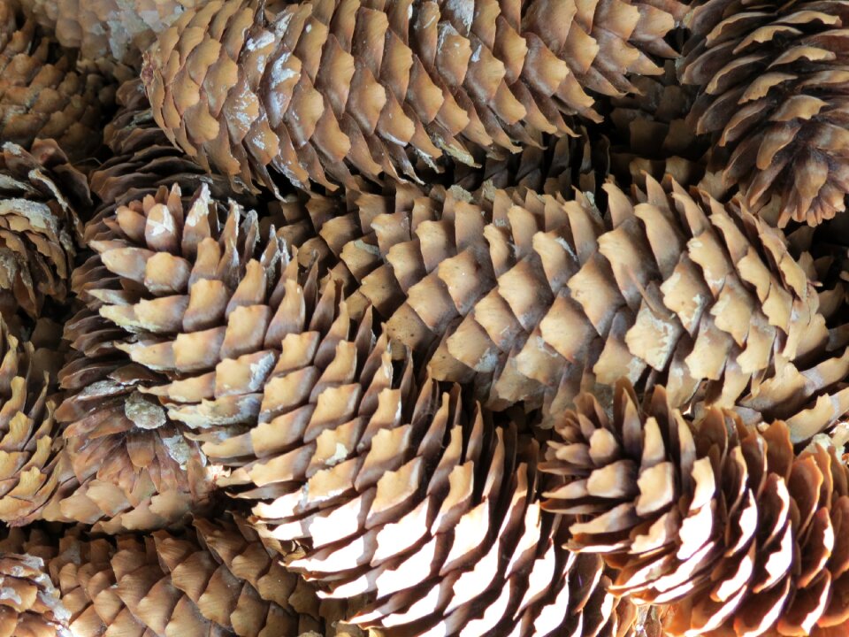 Pine cones nature tree