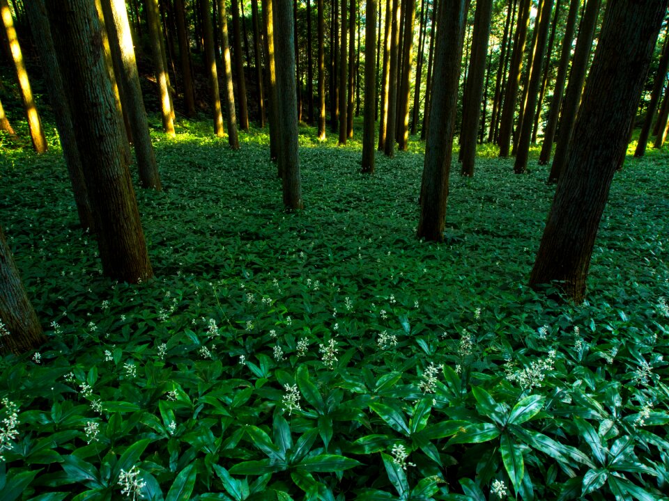 Grass flowers groves photo