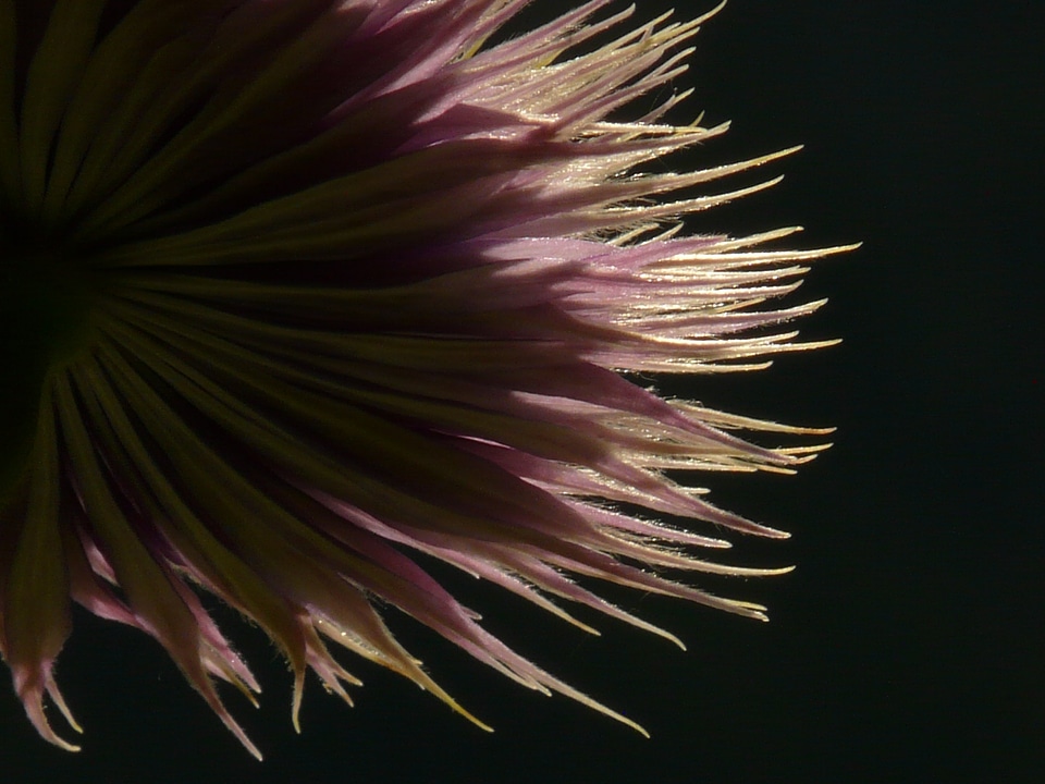 Flower flora light