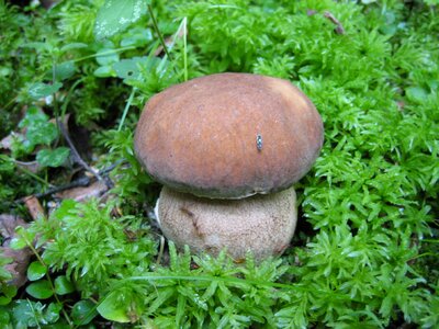 Forest nature white mushroom