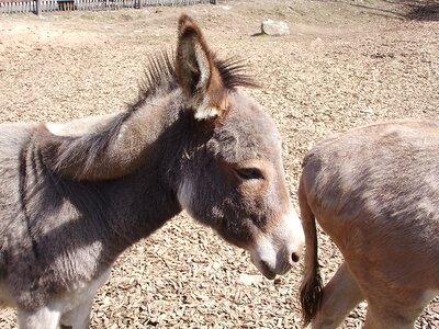 Petting zoo germany enclosure