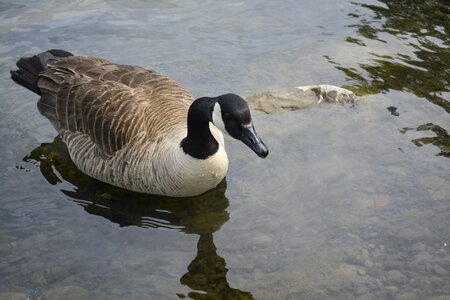 Wildlife fowl nature
