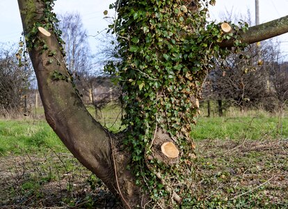 Leaves branch wood photo