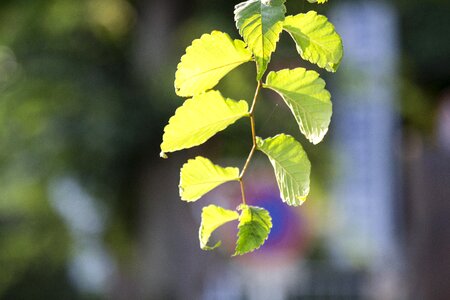 Yellow-green the depth of field summer photo