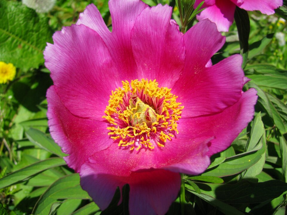 Nature pink flower wild flowers